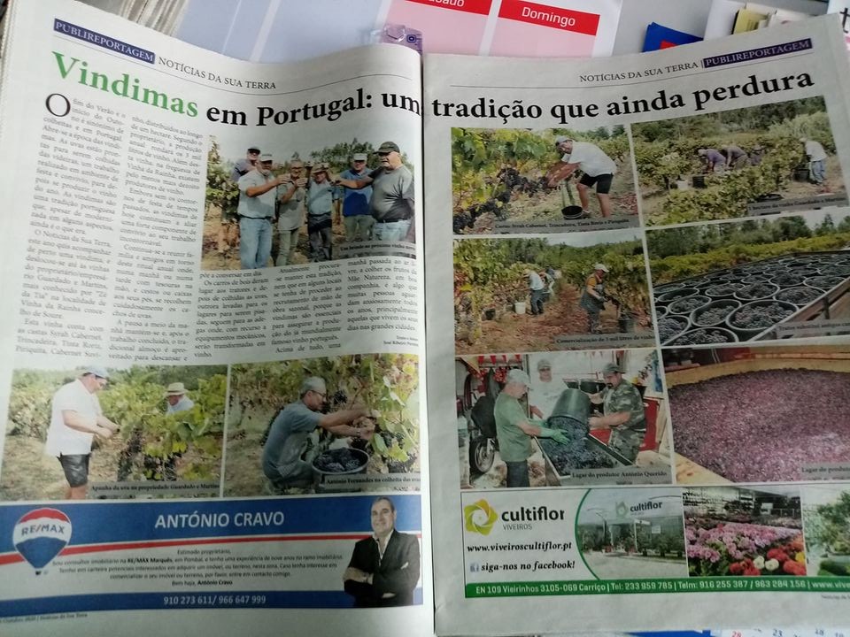 Publireportagem das vindimas em Vinha da Rainha